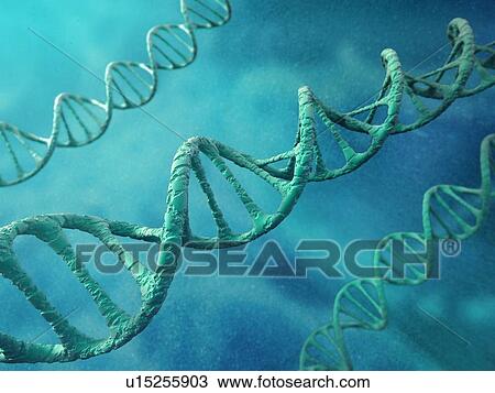 Drawing - DNA molecules, artwork. Fotosearch
