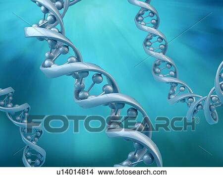 DNA molecules, artwork View Large Illustration Stock Illustration - DNA molecules, artwork. Fotosearch
