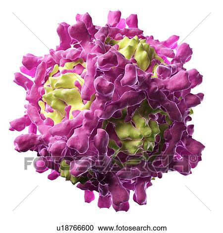 Clipart - Echovirus particle, artwork. Fotosearch