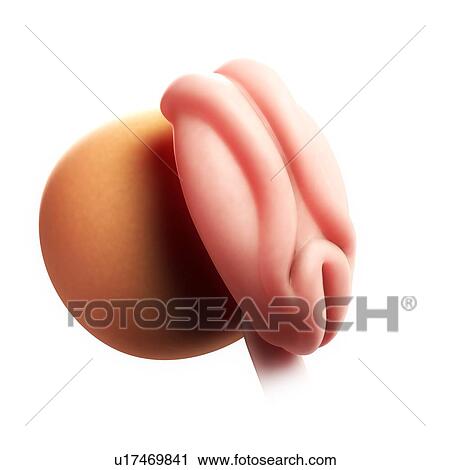 Clip Art - Embryo at 4 weeks, artwork. Fotosearch