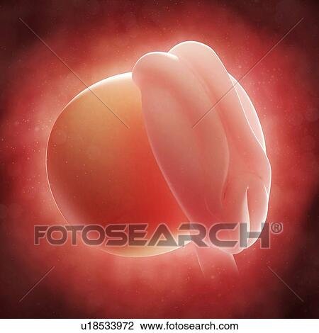 Drawing - Embryo at 4 weeks, artwork. Fotosearch