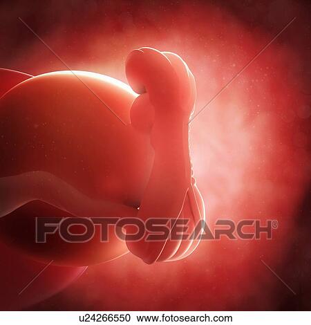 Clipart - Embryo at 5 weeks, artwork. Fotosearch
