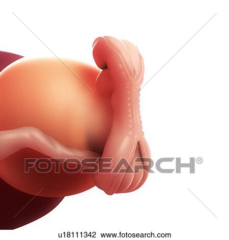 Embryo at 5 weeks, artwork View Large Illustration Drawing - Embryo at 5 weeks, artwork. Fotosearch