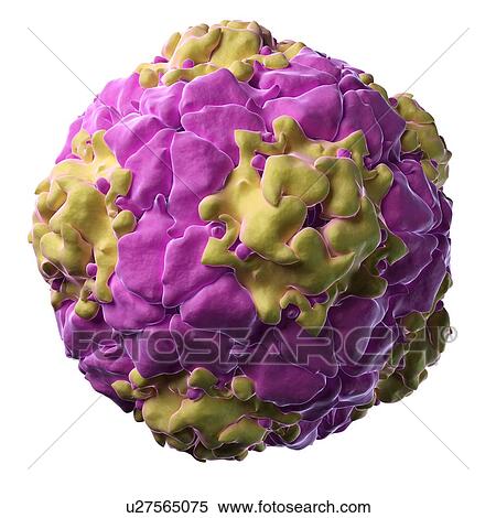 Stock Illustration - Equine rhinitis A virus, artwork. Fotosearch