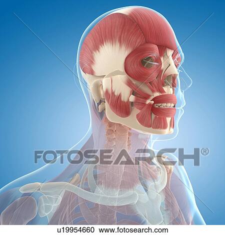 Facial muscles, artwork View Large Illustration Clipart - Facial muscles, artwork. Fotosearch
