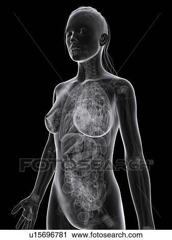 Clip Art - Female anatomy, artwork. Fotosearch