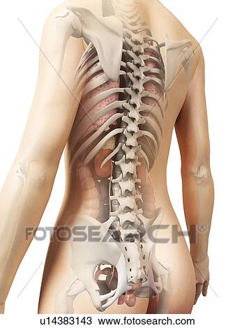 Drawing - Female anatomy, artwork. Fotosearch
