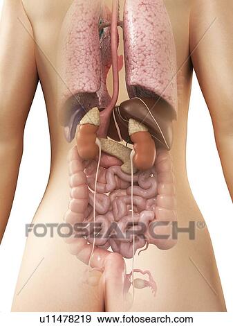 Female anatomy, artwork View Large Illustration Stock Illustration - Female anatomy, artwork. Fotosearch