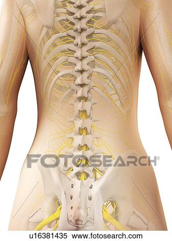 Female anatomy, artwork View Large Illustration Stock Illustration - Female anatomy, artwork. Fotosearch