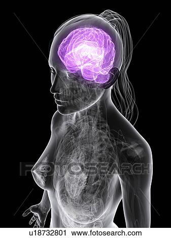 Female brain, artwork View Large Illustration Clip Art - Female brain, artwork. Fotosearch