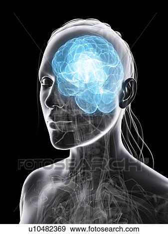 Female brain, artwork View Large Illustration Stock Illustration - Female brain, artwork. Fotosearch