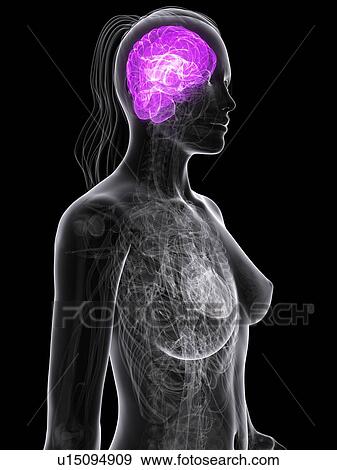 Female brain, artwork View Large Illustration Stock Illustration - Female brain, artwork. Fotosearch