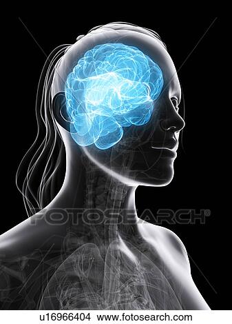 Female brain, artwork View Large Illustration Stock Illustration - Female brain, artwork. Fotosearch