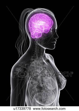 Female brain, artwork View Large Illustration Stock Illustration - Female brain, artwork. Fotosearch