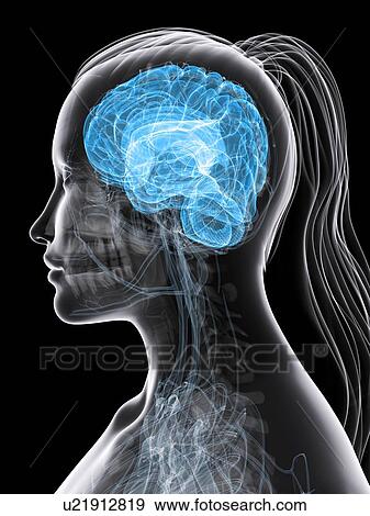 Stock Illustration - Female brain, artwork. Fotosearch