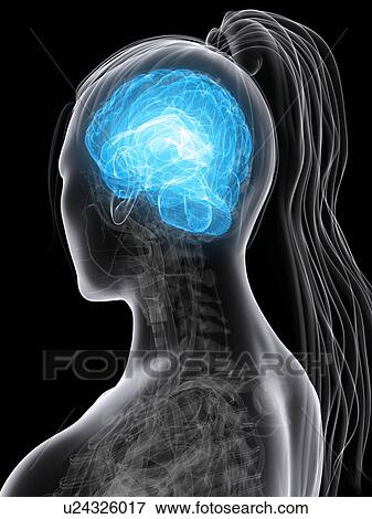 Female brain, artwork View Large Illustration Stock Illustration - Female brain, artwork. Fotosearch