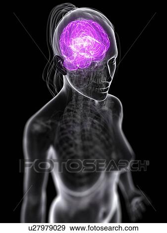 Stock Illustration - Female brain, artwork. Fotosearch
