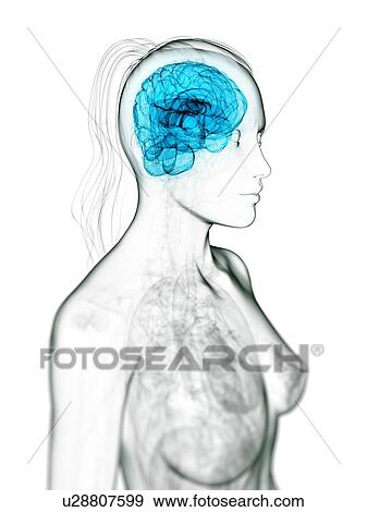Stock Illustration - Female brain, artwork. Fotosearch