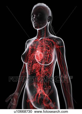 Clipart - Female cardiovascular system, artwork. Fotosearch
