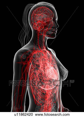 Female cardiovascular system, artwork View Large Illustration Clipart - Female cardiovascular system, artwork. Fotosearch