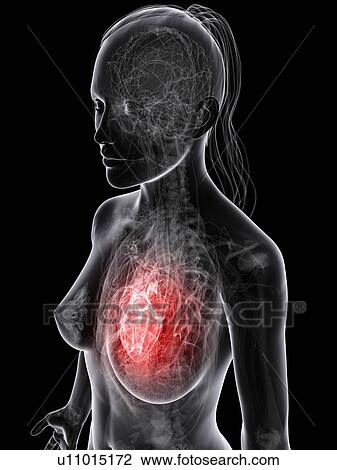 Drawing - Female cardiovascular system, artwork. Fotosearch