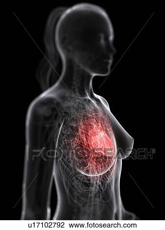 Female cardiovascular system, artwork View Large Illustration Drawing - Female cardiovascular system, artwork. Fotosearch