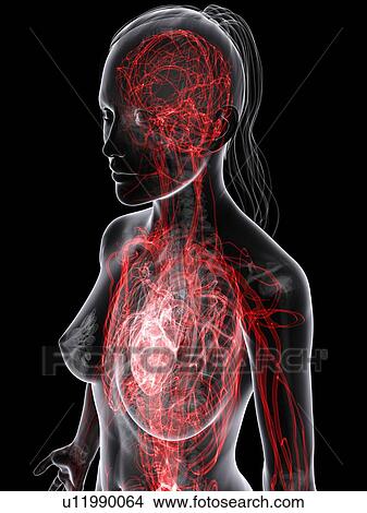 Female cardiovascular system, artwork View Large Illustration Stock Illustration - Female cardiovascular system, artwork. Fotosearch