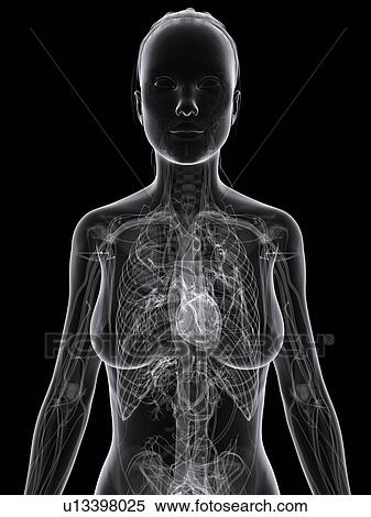 Female cardiovascular system, artwork View Large Illustration Stock Illustration - Female cardiovascular system, artwork. Fotosearch