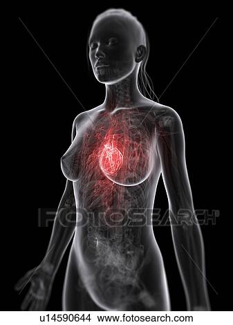 Female cardiovascular system, artwork View Large Illustration Stock Illustration - Female cardiovascular system, artwork. Fotosearch