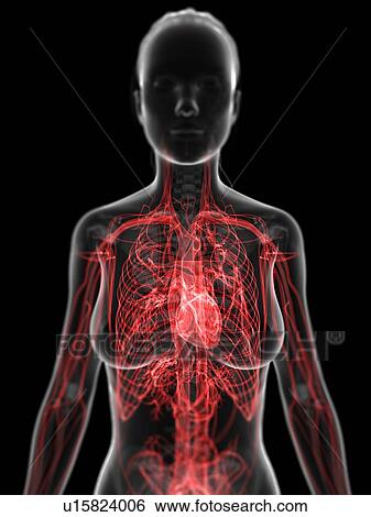 Stock Illustration - Female cardiovascular system, artwork. Fotosearch