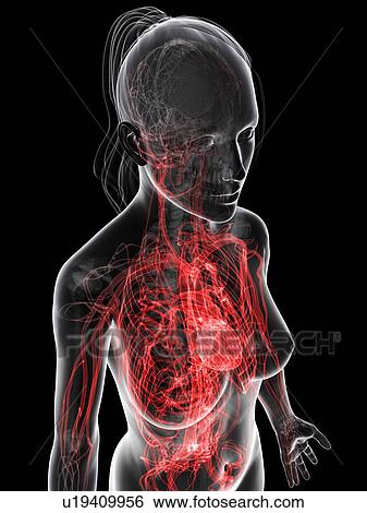 Stock Illustration - Female cardiovascular system, artwork. Fotosearch