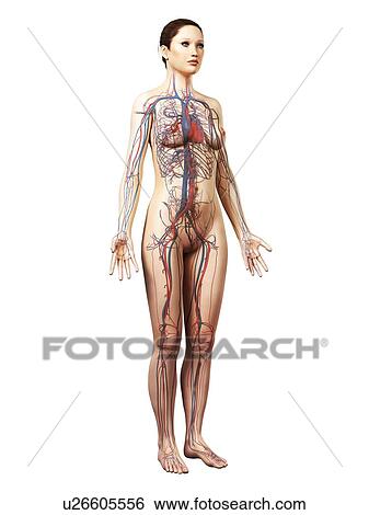 Stock Illustration - Female cardiovascular system, artwork. Fotosearch
