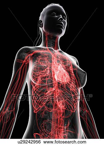 Female cardiovascular system, artwork View Large Illustration Stock Illustration - Female cardiovascular system, artwork. Fotosearch