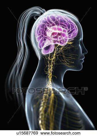 Female central nervous system, artwork View Large Illustration Stock Illustration - Female central nervous system, artwork. Fotosearch