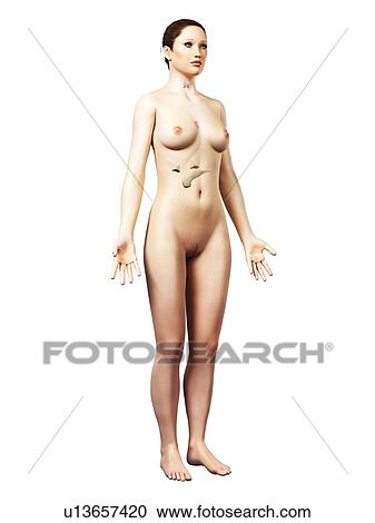 Clipart - Female endocrine system, artwork. Fotosearch