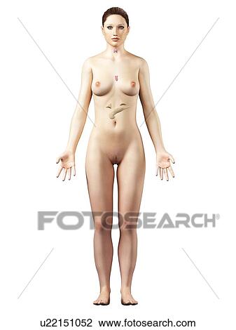 Female endocrine system, artwork View Large Illustration Drawing - Female endocrine system, artwork. Fotosearch