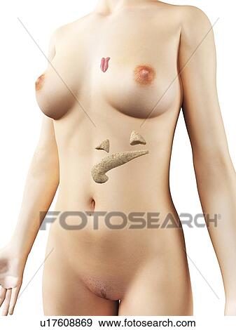 Female endocrine system, artwork View Large Illustration Stock Illustration - Female endocrine system, artwork. Fotosearch