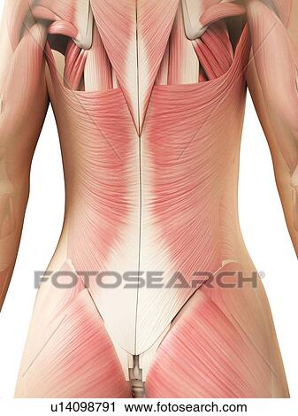 Clip Art - Female musculature, artwork. Fotosearch