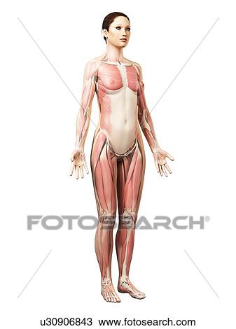 Drawing - Female musculature, artwork. Fotosearch