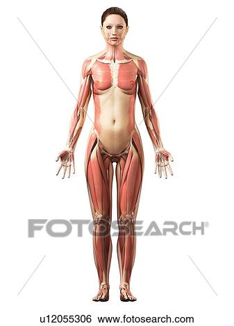 Female musculature, artwork View Large Illustration Stock Illustration - Female musculature, artwork. Fotosearch