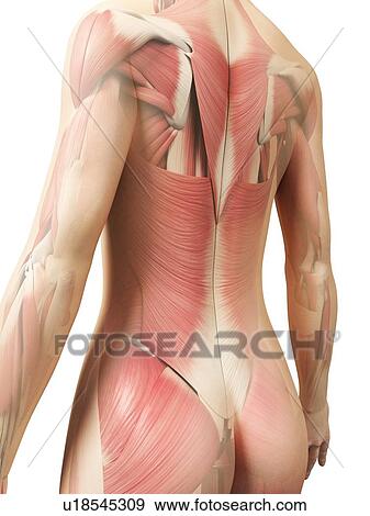 Female musculature, artwork View Large Illustration Stock Illustration - Female musculature, artwork. Fotosearch