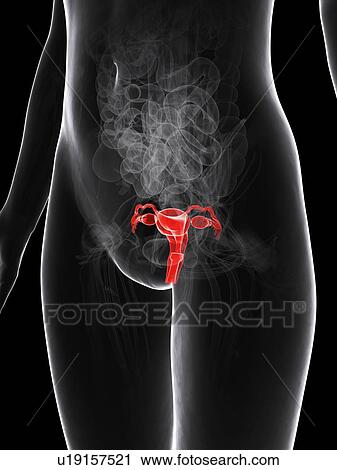 Female reproductive system, artwork View Large Illustration Clip Art - Female reproductive system, artwork. Fotosearch