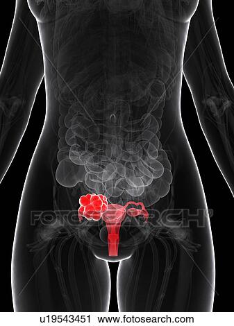 Clip Art - Female reproductive system, artwork. Fotosearch