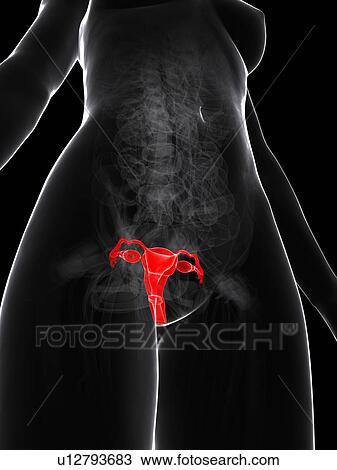 Drawing - Female reproductive system, artwork. Fotosearch