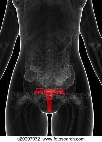 Female reproductive system, artwork View Large Illustration Drawing - Female reproductive system, artwork. Fotosearch