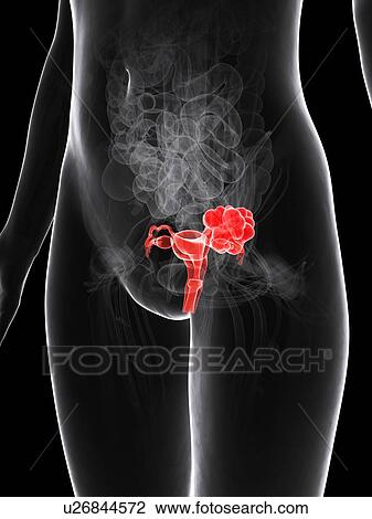Female reproductive system, artwork View Large Illustration Drawing - Female reproductive system, artwork. Fotosearch
