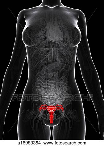Stock Illustration - Female reproductive system, artwork. Fotosearch