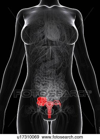 Female reproductive system, artwork View Large Illustration Stock Illustration - Female reproductive system, artwork. Fotosearch