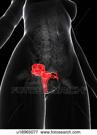 Stock Illustration - Female reproductive system, artwork. Fotosearch