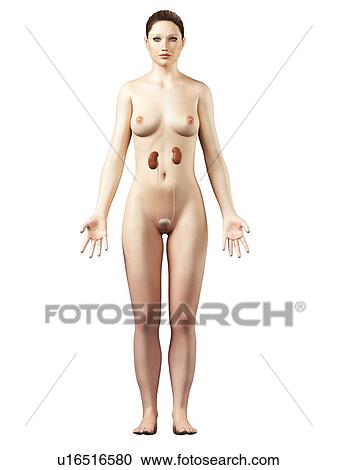 Female urinary system, artwork View Large Illustration Clipart - Female urinary system, artwork. Fotosearch
